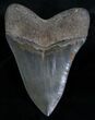 Sharply Serrated Megalodon Tooth - Beauty #7108-2